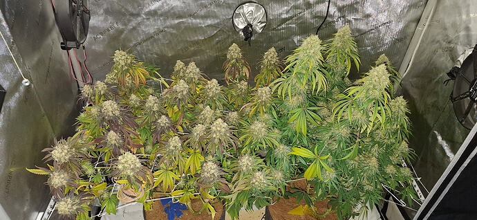 Growreport Bild 3