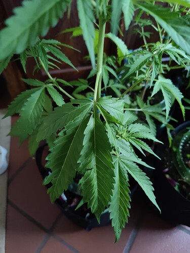 Growreport Bild 19