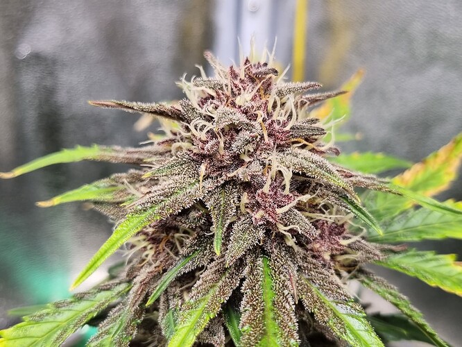 Growreport Bild 4