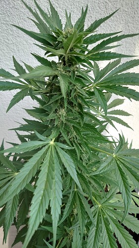 Growreport Bild 6