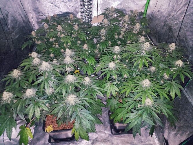 Growreport Bild 12