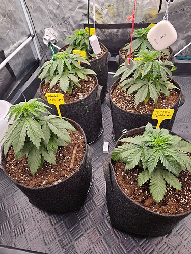 Growreport Bild 22