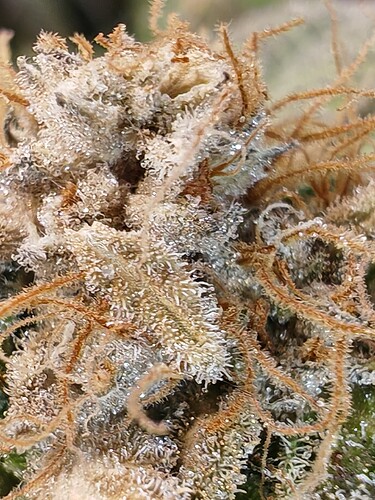 Growreport Bild 3