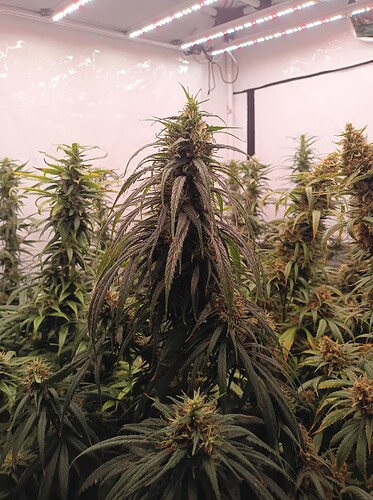 Growreport Bild 5