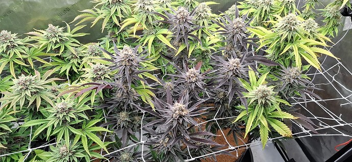 Growreport Bild 3
