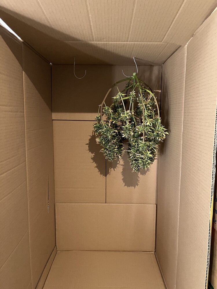 Auto Mimosa&Auto Biscotti in Living Soil