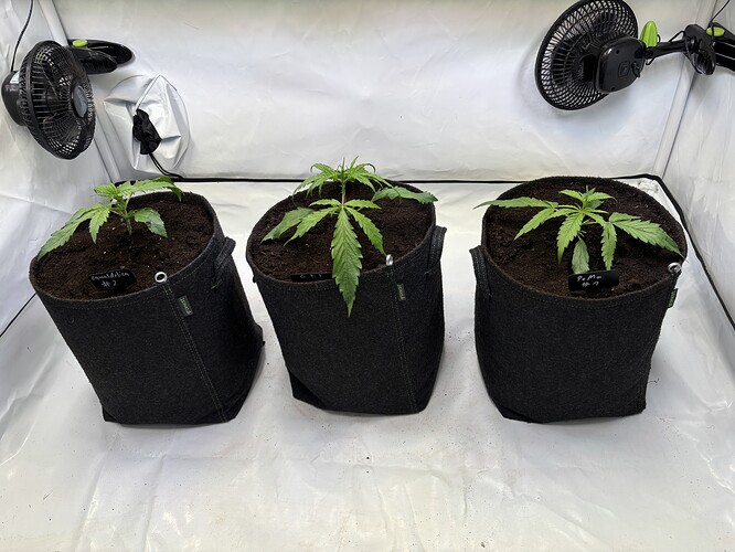 Growreport Bild 2