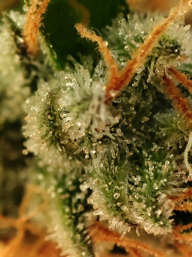 Growreport Bild 6