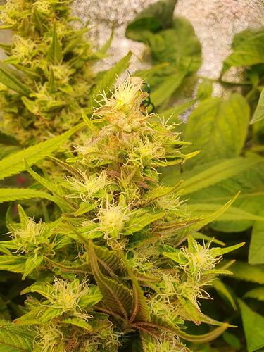 Growreport Bild 8