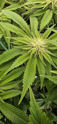 Growreport Bild 3