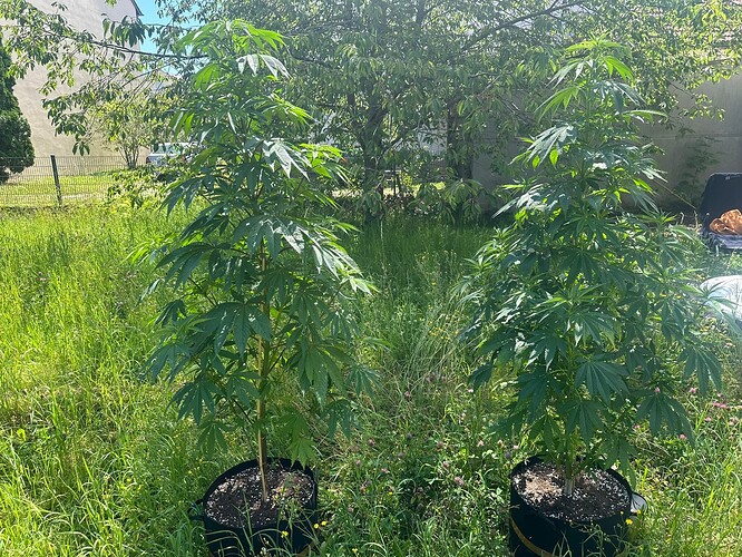 Growreport Bild 4