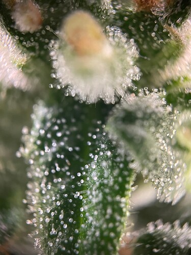 Growreport Bild 8