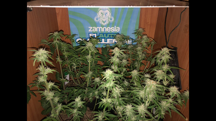 Growreport Bild 20