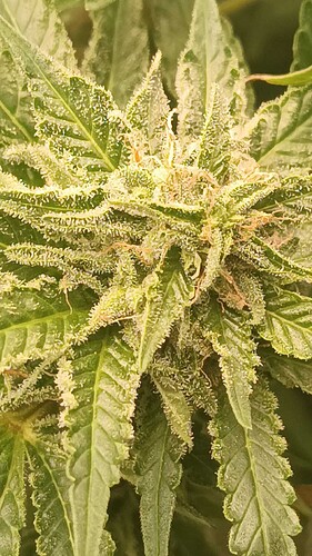 Growreport Bild 2
