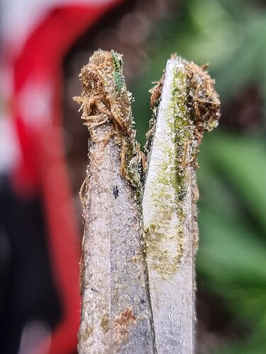 Growreport Bild 2