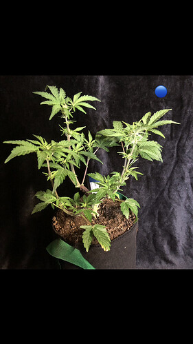 Growreport Bild 8