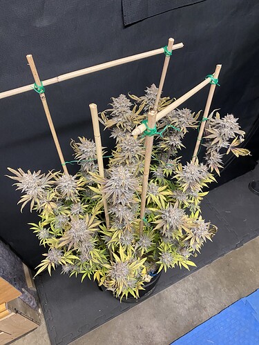 Growreport Bild 16