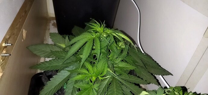 Growreport Bild 32