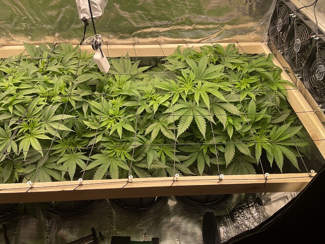 Mehrere Cannabispflanzen in der Wachstumsphase, die durch ein Netz gestützt werden, in einer Growbox mit Lüftern.