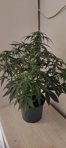 Growreport Bild 1