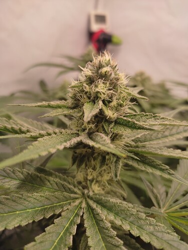 Growreport Bild 6