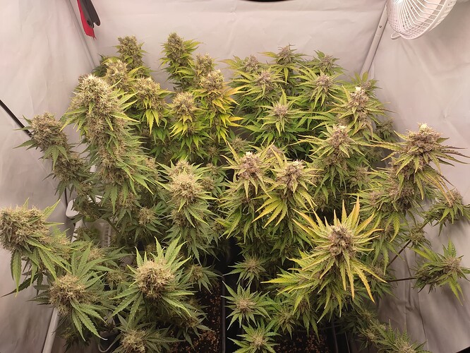 Growreport Bild 2