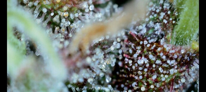 Screenshot_20240715_011855_Gallery