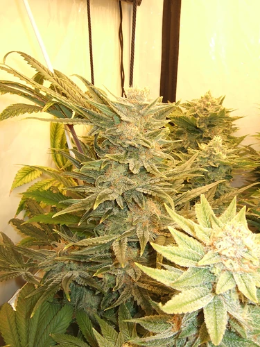 Growreport Bild 27