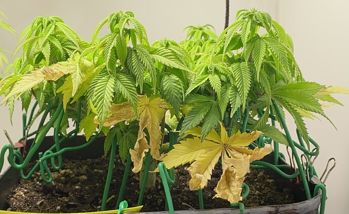 Growreport Bild 8