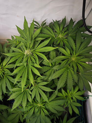 Growreport Bild 4