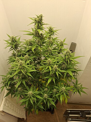 Growreport Bild 156