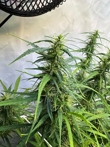 Growreport Bild 4