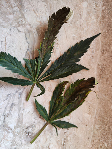 Growreport Bild 8