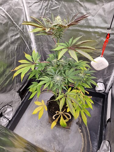 Eine blühende Cannabispflanze in einem Zelt mit gelben Blättern und sichtbaren Blütenständen.