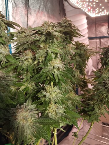 IMG_20250303_163052 - Kopie