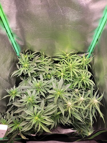 Growreport Bild 14