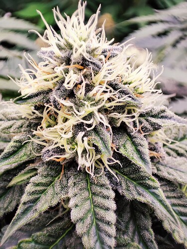 Growreport Bild 19