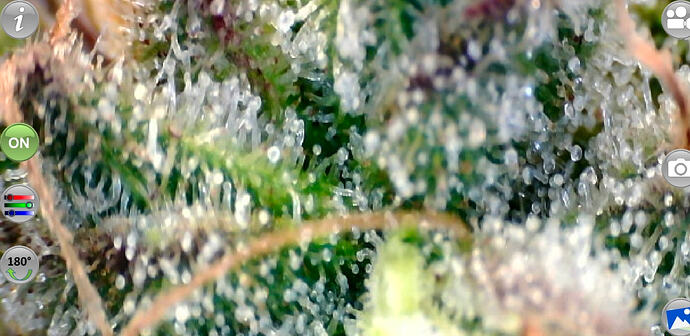 Growreport Bild 41