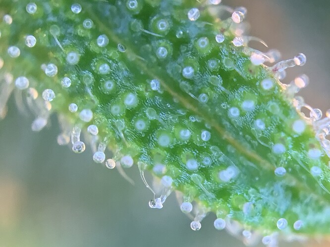 Growreport Bild 1