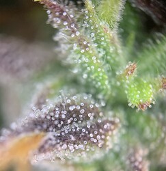 Growreport Bild 4