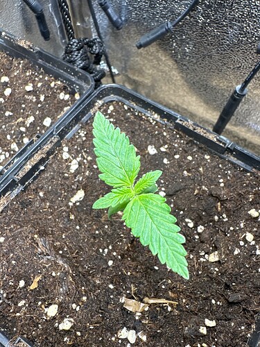 Growreport Bild 4