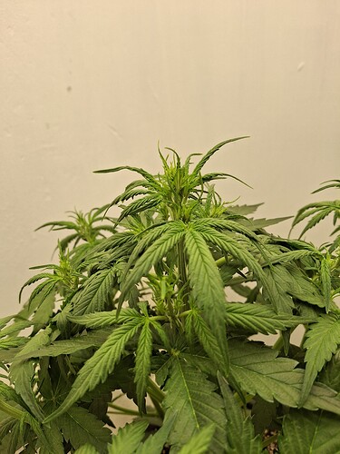 Growreport Bild 64
