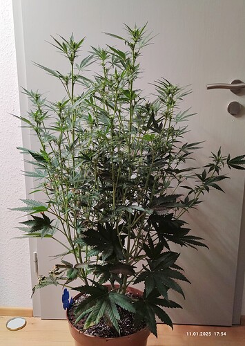 Growreport Bild 15
