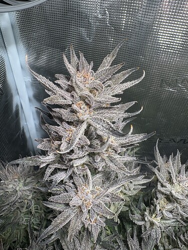 Growreport Bild 17