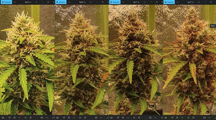 56_62_71_77_Bud3