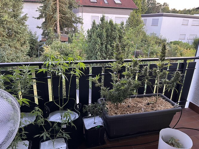 Mehrere Cannabis-Pflanzen in verschiedenen Töpfen auf einem Balkon in der Blütephase.