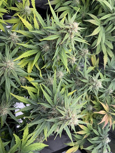 Growreport Bild 4