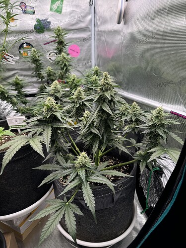 Growreport Bild 19