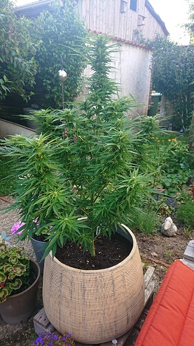 Growreport Bild 41