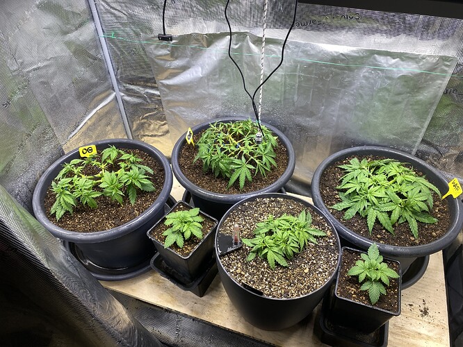 Growreport Bild 27